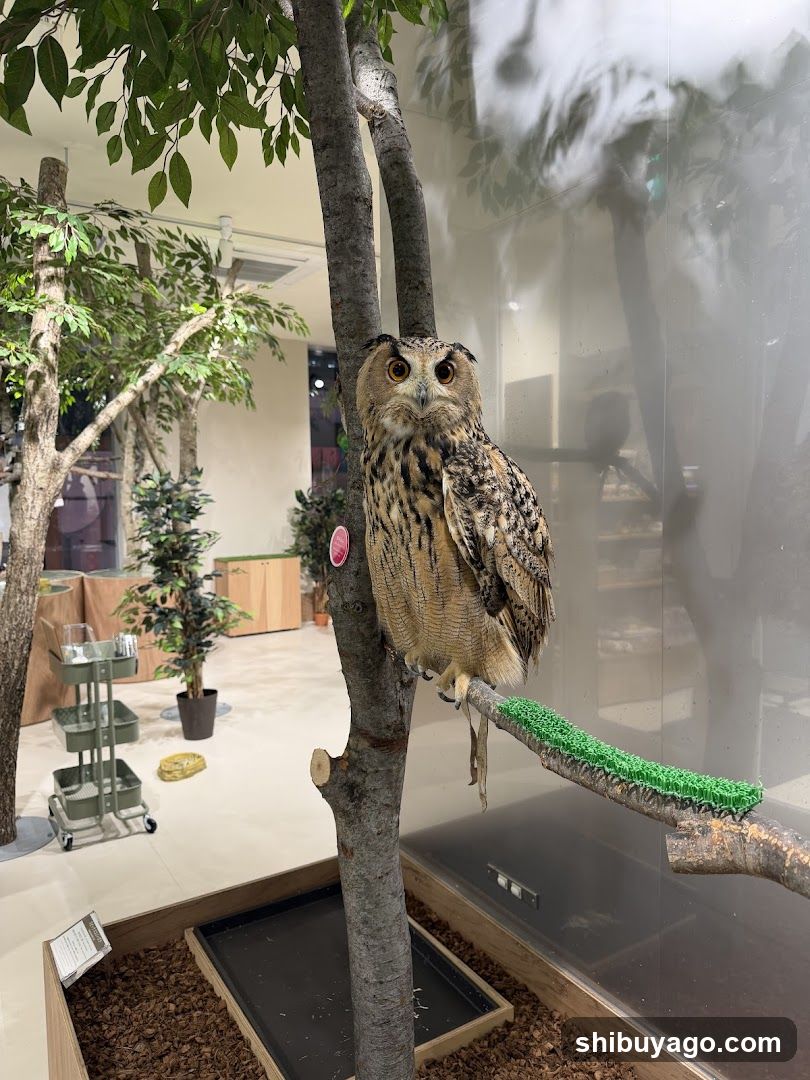 Owl in Enclosure