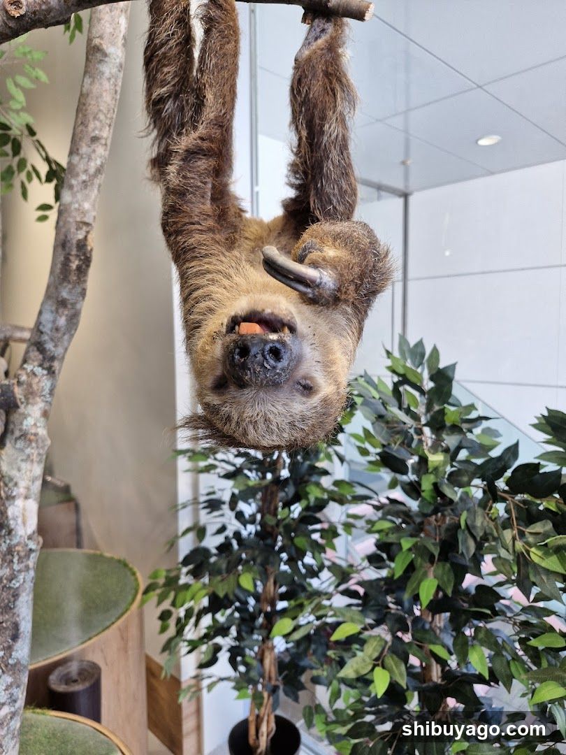 Sloth Hanging from Branch