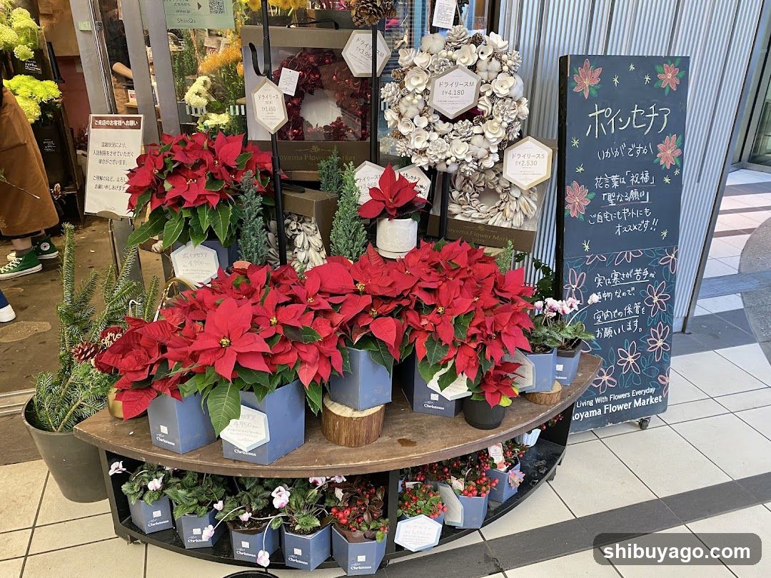 Poinsettia and Floral Display