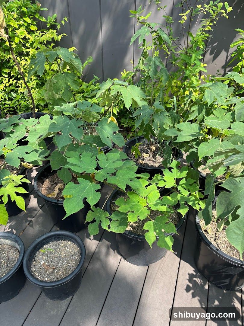 Potted Plants on Deck