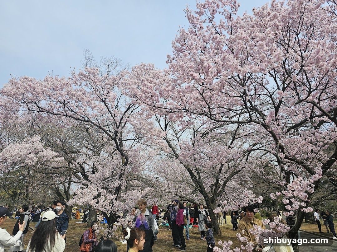 Shinjuku Gyoen Cherry Tree Area