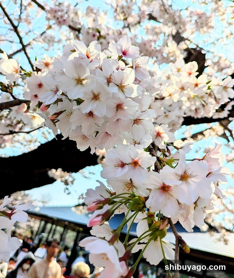 Shinjuku Gyoen Cherry Tree Area