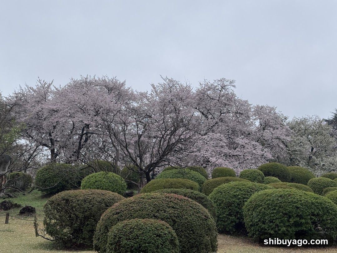 Shinjuku Gyoen Cherry Tree Area