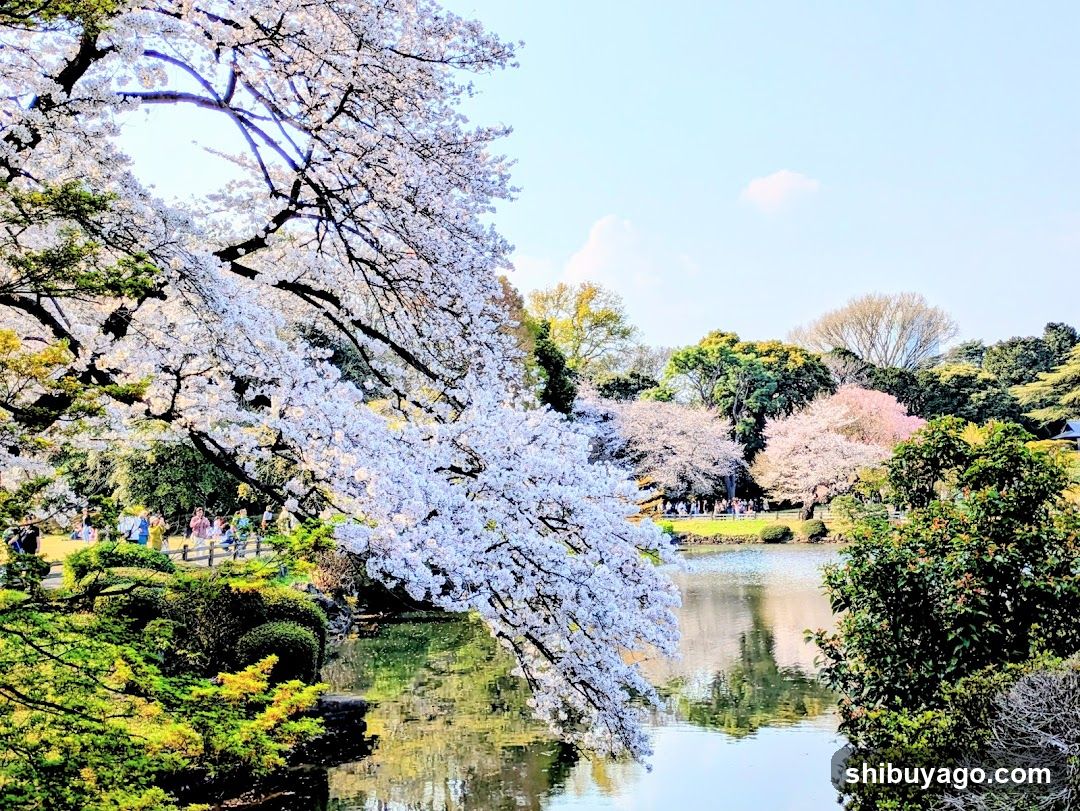 Shinjuku Gyoen Cherry Tree Area