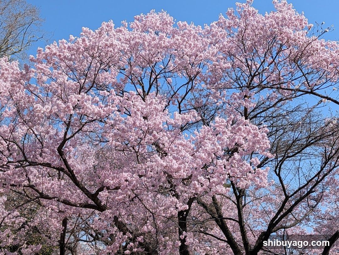 Cherry Blossoms in Full Bloom