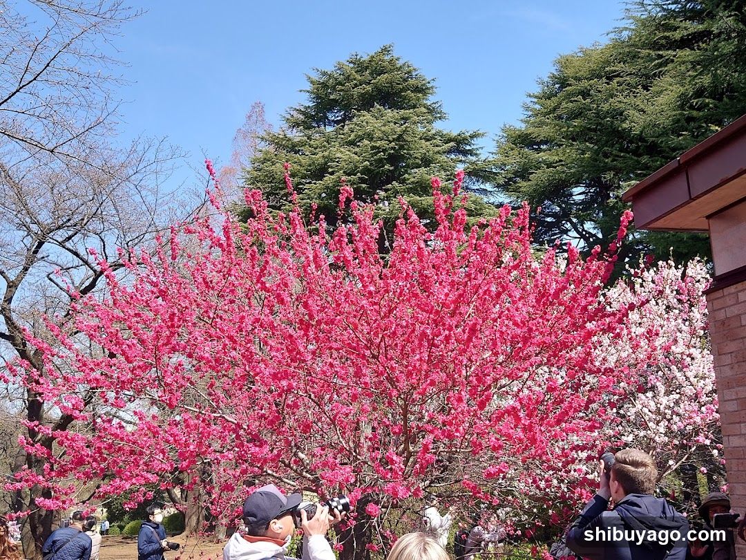 Flowering Trees in a Park