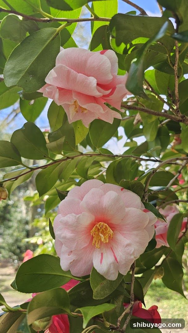 Pink Camellia Flowers in Bloom