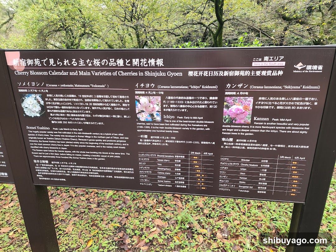 Cherry Blossom Calendar and Main Varieties of Cherries in Shinjuku Gyoen