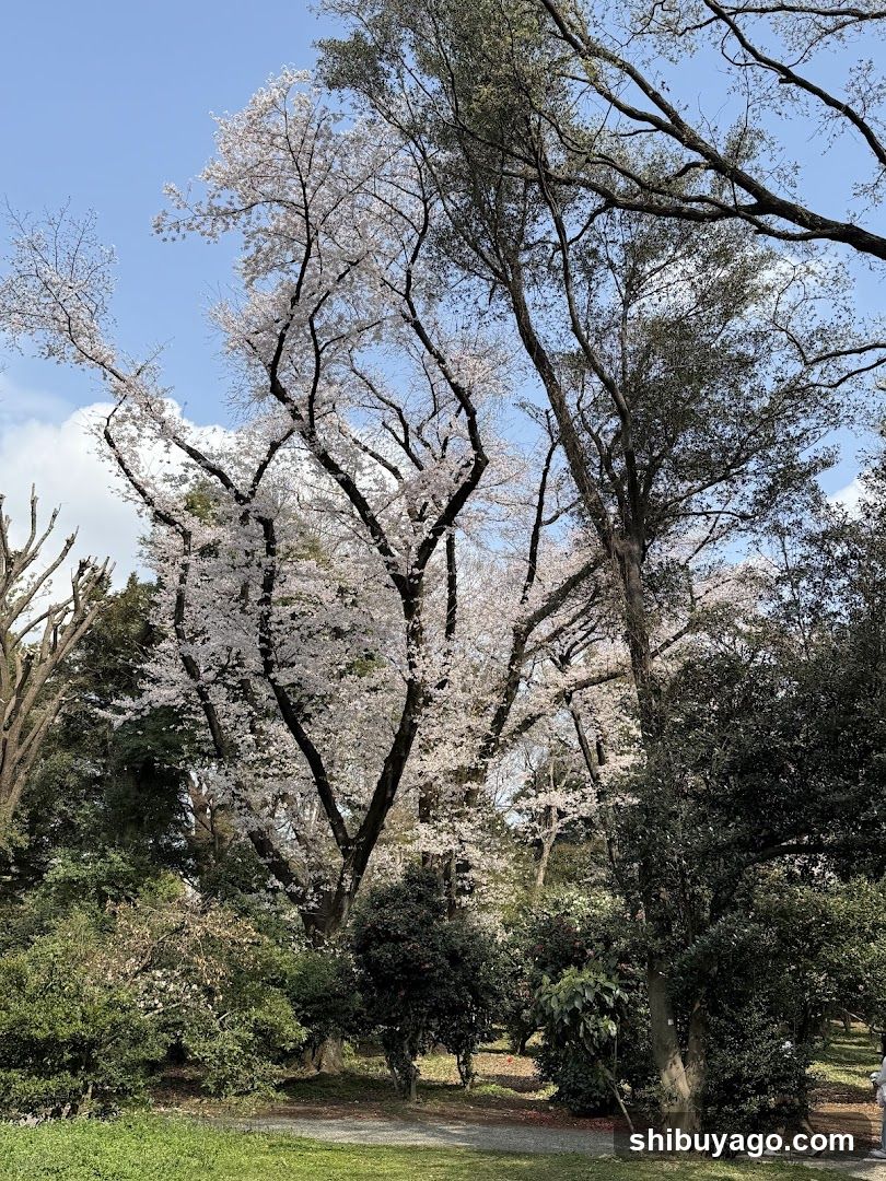 Cherry Blossom Trees in a Park