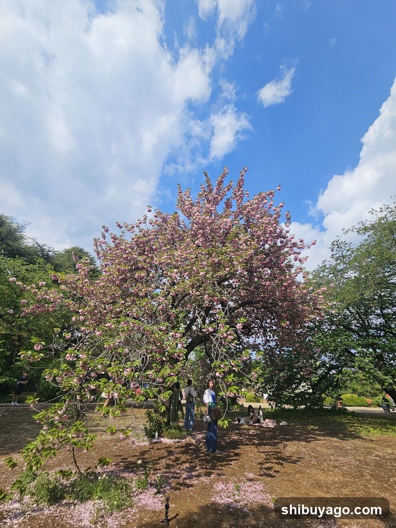Cherry Blossom Tree in Park