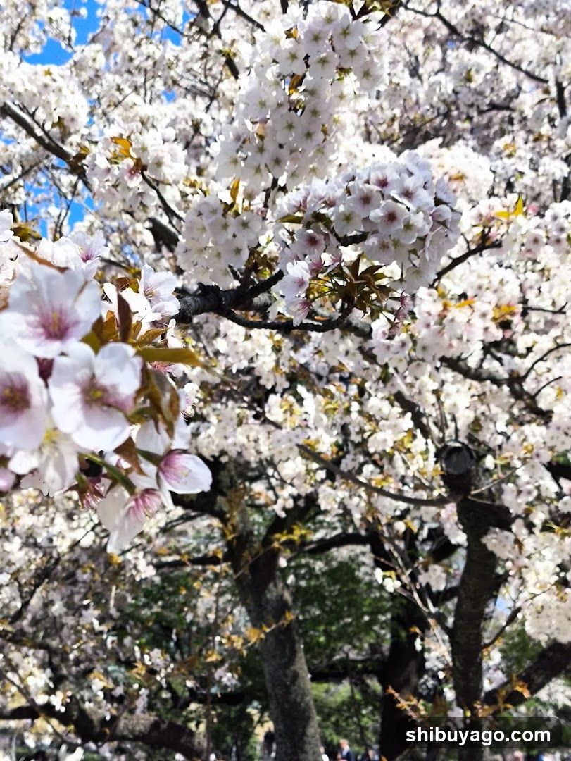 Cherry Blossoms in Full Bloom