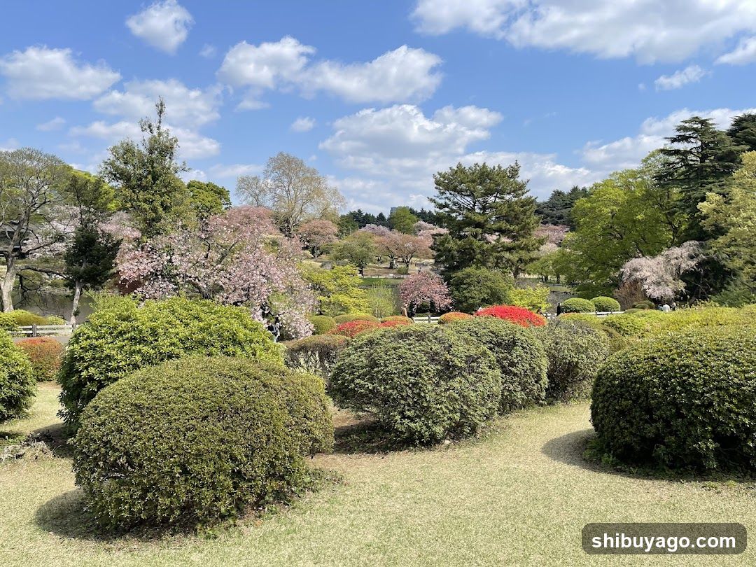 Spring Garden with Cherry Blossoms
