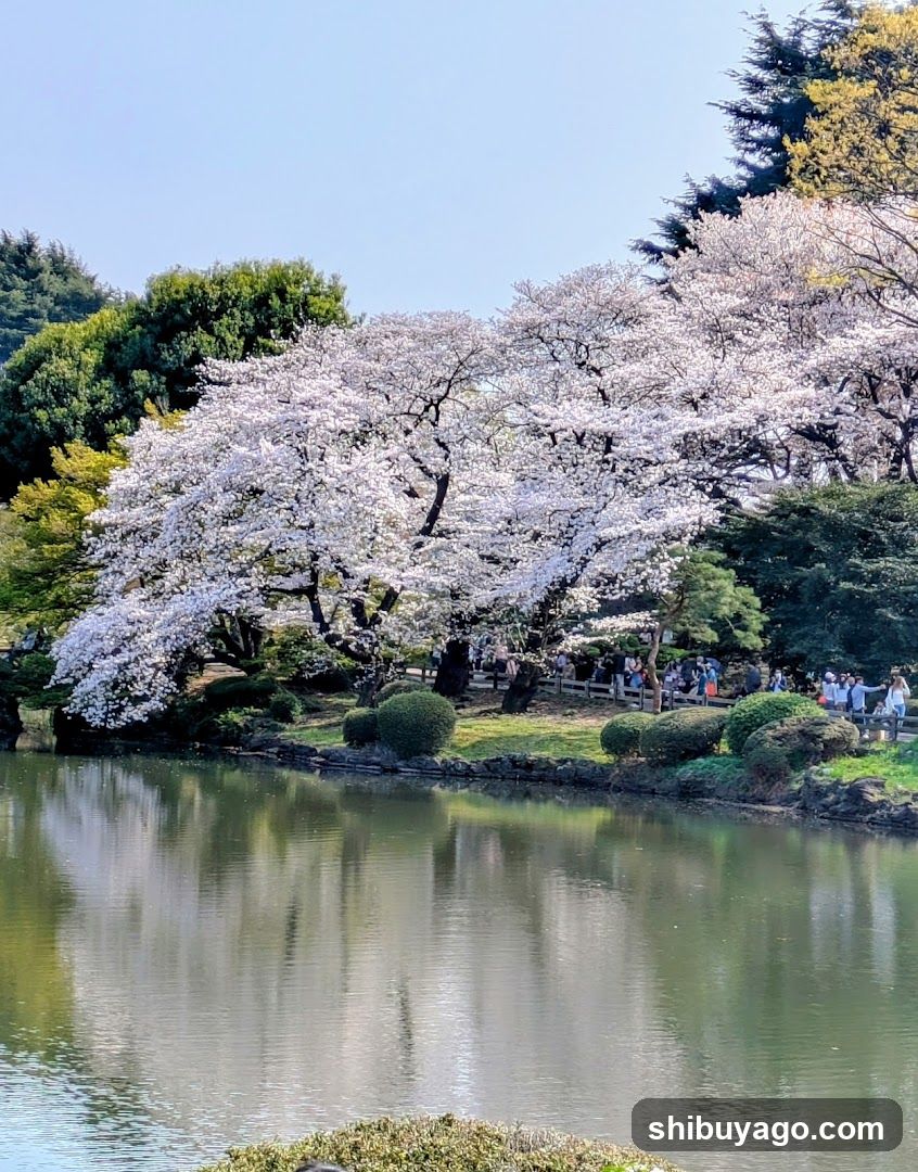 Cherry Blossoms by the Pond