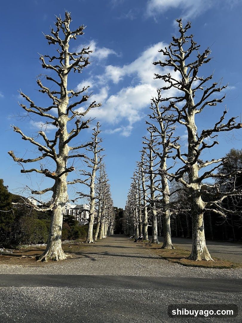 Bare Trees Under Blue Sky