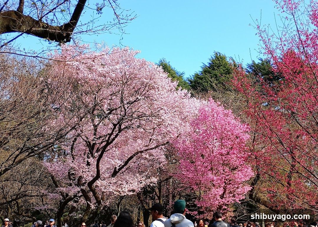 Cherry Blossoms in Full Bloom