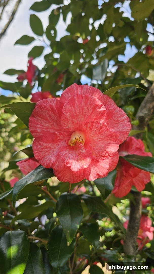Red Camellia Flower