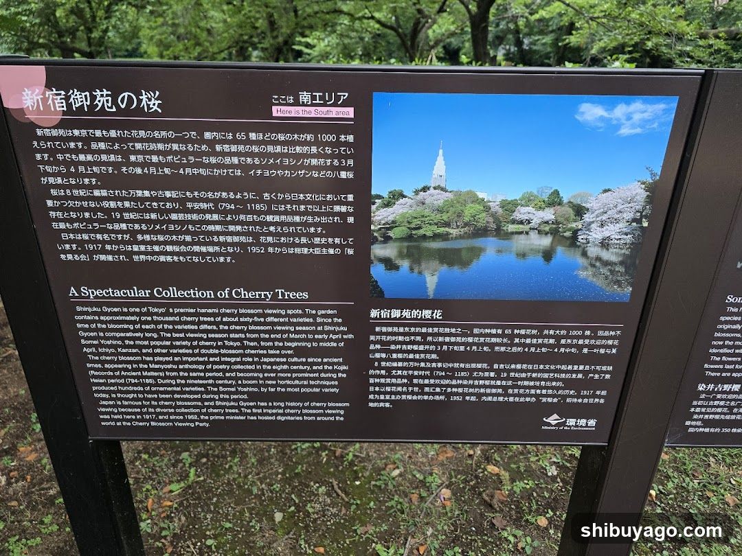 Shinjo O-En Cherry Blossoms