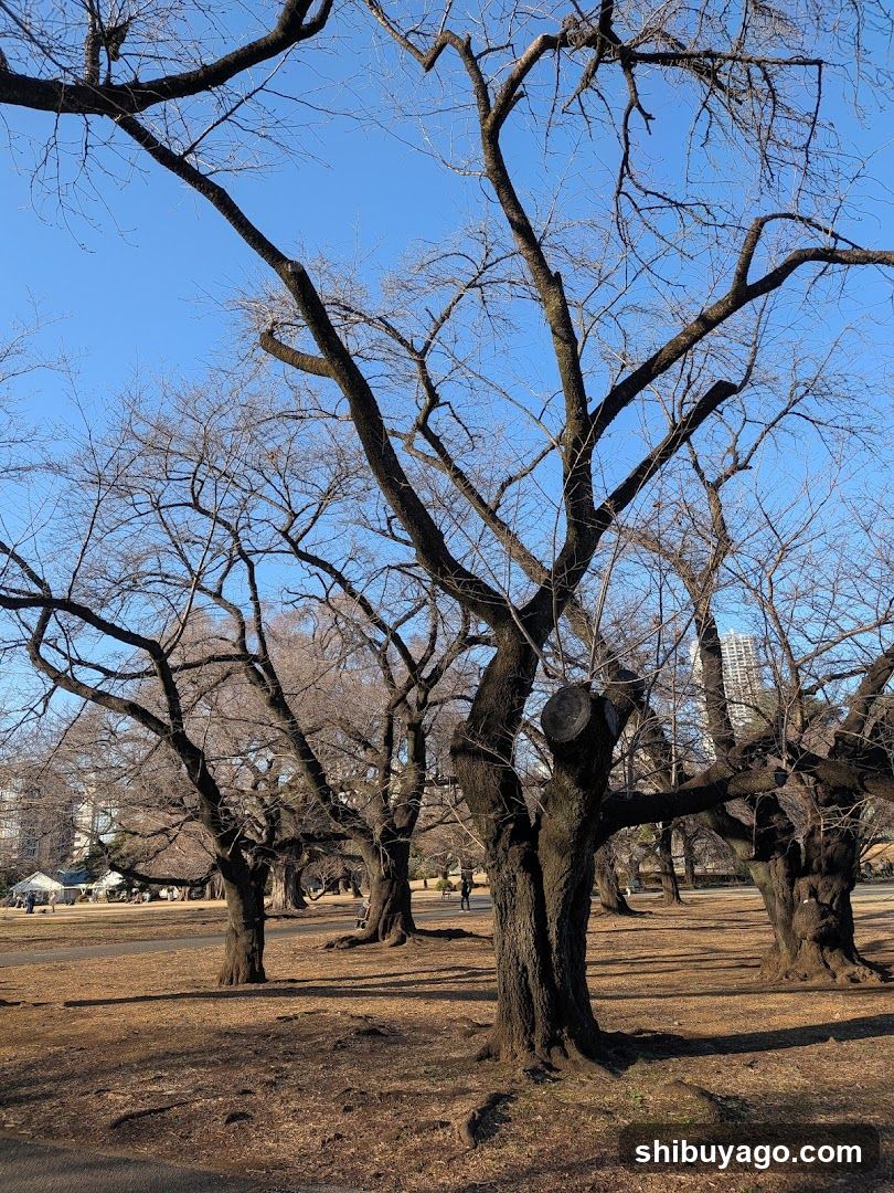 Bare Trees in a Park