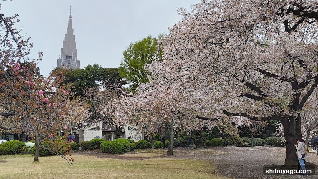 Cherry Blossoms in a Park with Tower Background