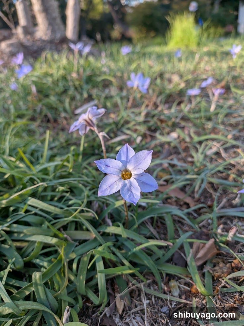 Blue Flowers in Grass