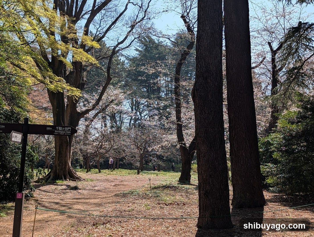 Park Entrance with Cherry Blossoms