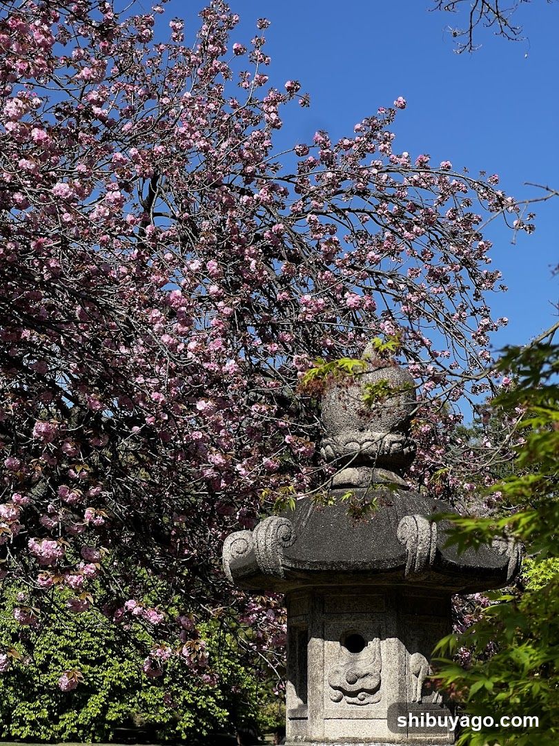 Cherry Blossoms and Stone Lantern