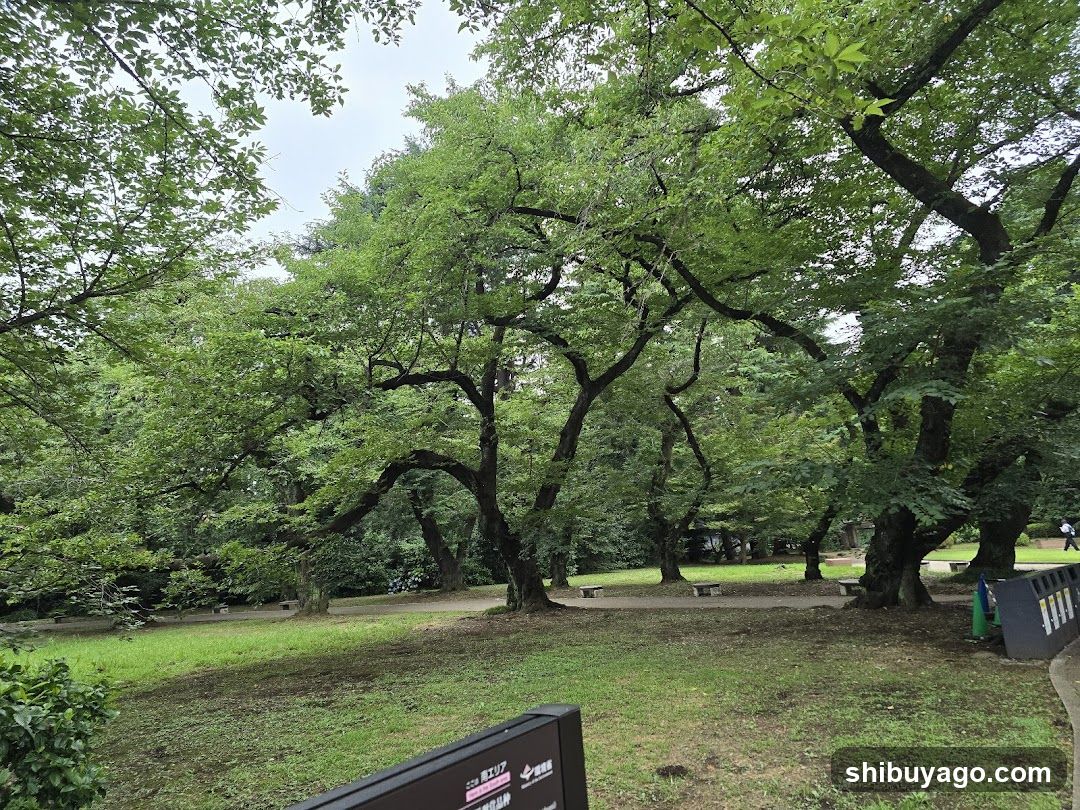 Park with large trees and benches
