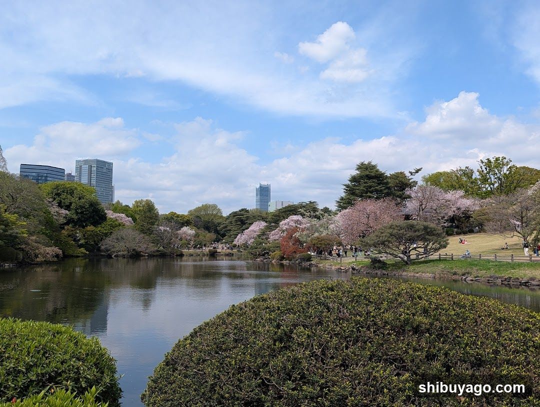 Sakura Park with City Skyline