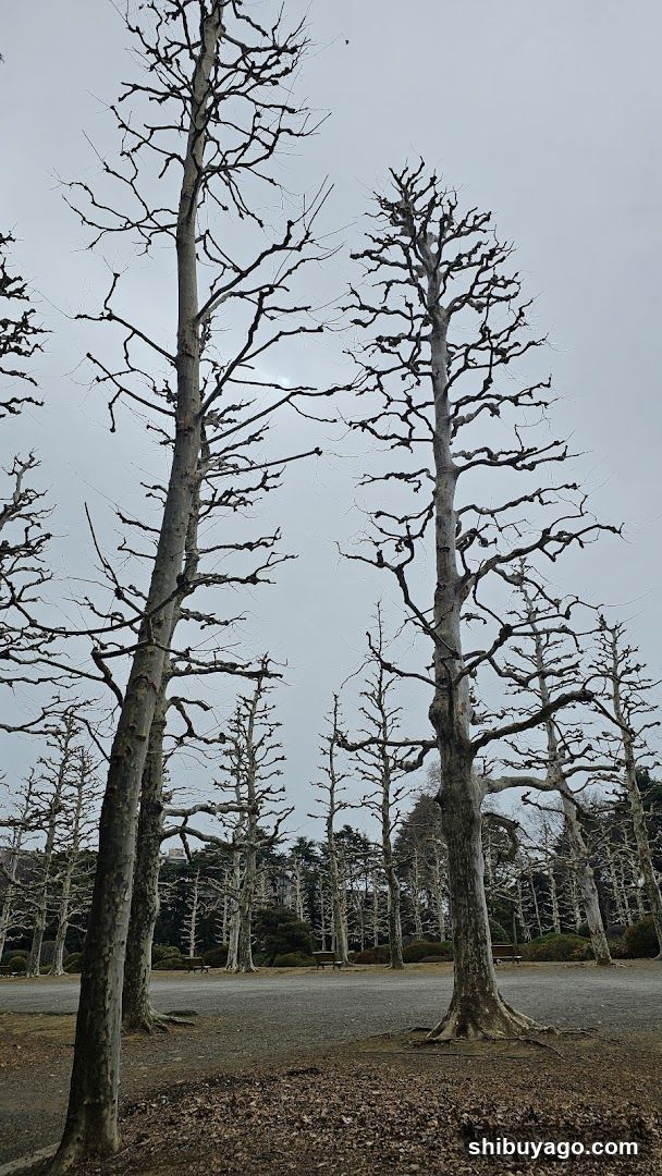Bare Trees in Winter