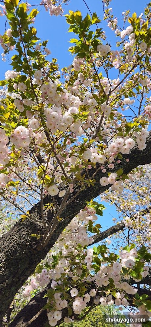Cherry Blossoms in Full Bloom