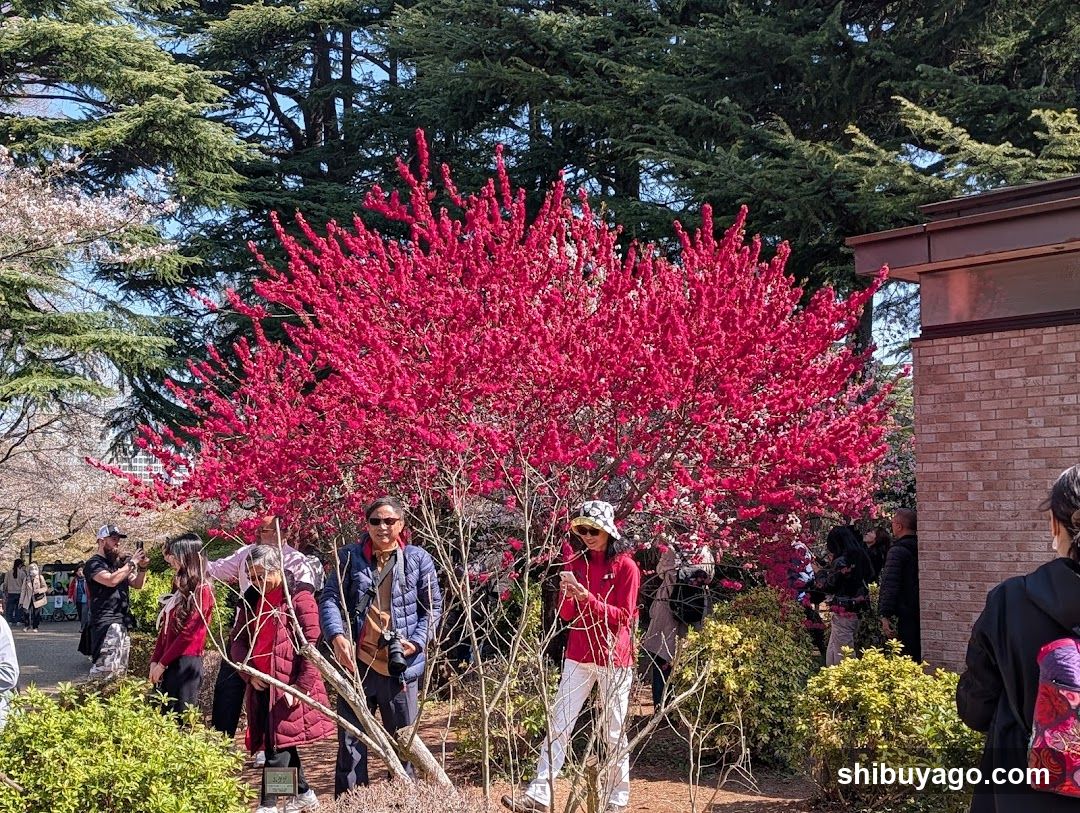 People admiring a vibrant pink flowering tree in a park