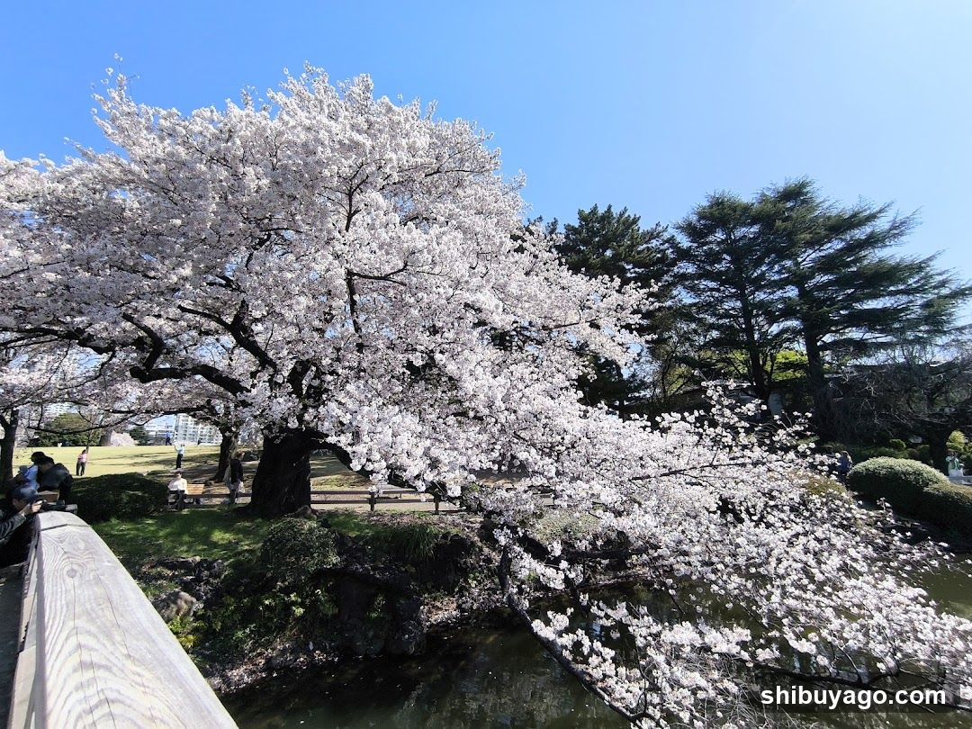 Cherry Blossoms by the River