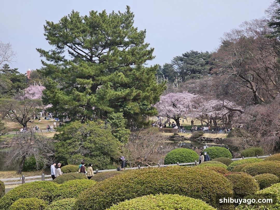 Spring Garden Scene with Cherry Blossoms and Pine Trees