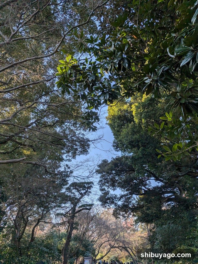 Forest canopy view