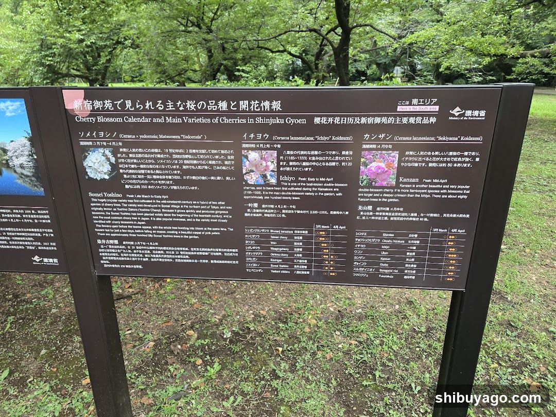 Cherry Blossom Calendar and Main Varieties of Cherries in Shinjuku Gyoen