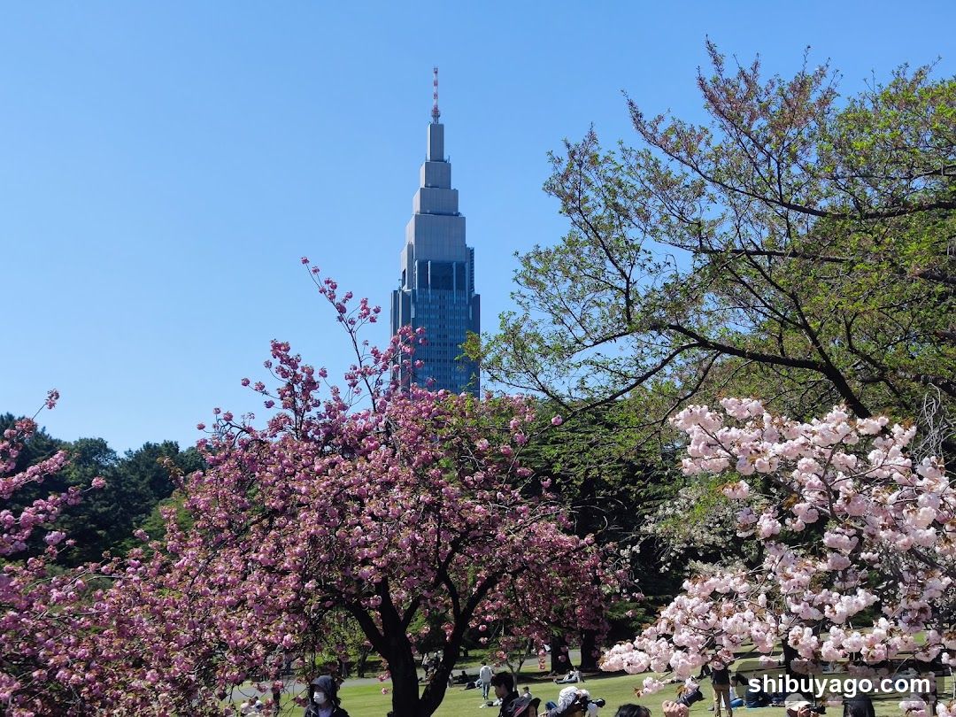 Cherry Blossoms and Tokyo Tower