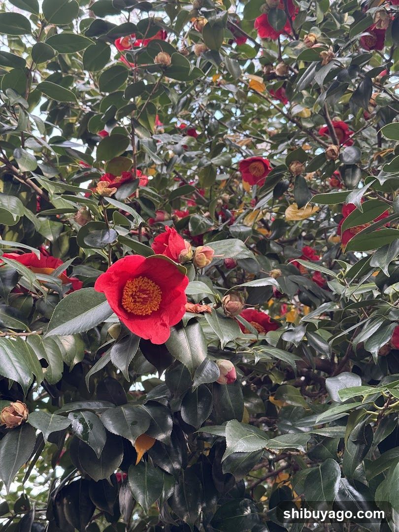 Red Camellia Flowers in Full Bloom
