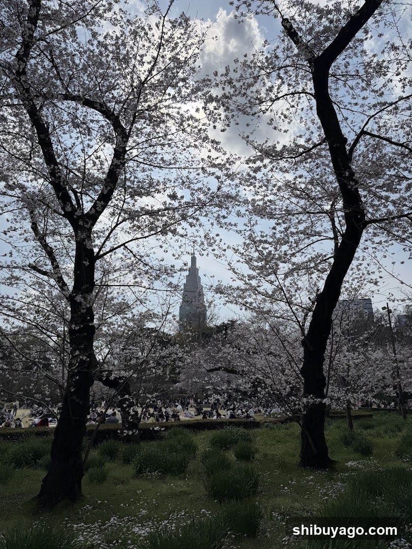 Cherry Blossoms in a Park
