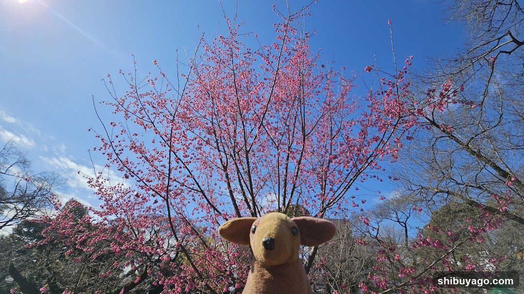 Flower Tree with Plush Toy