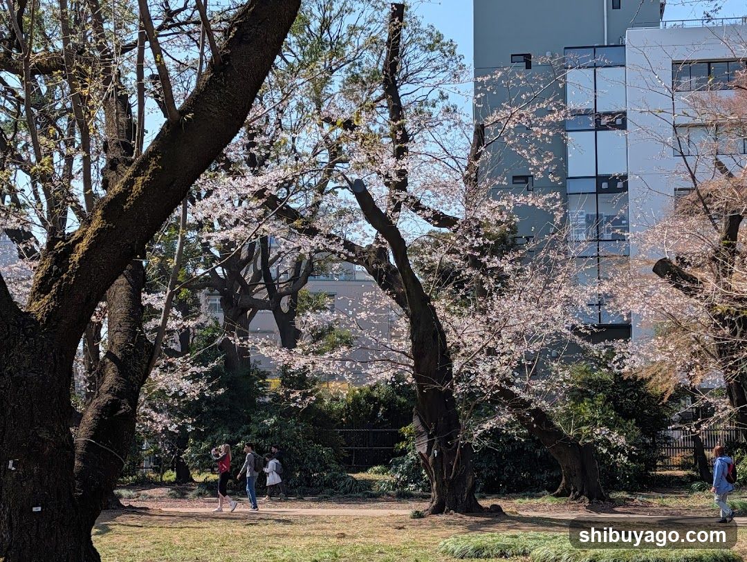 Cherry Blossoms in Urban Park