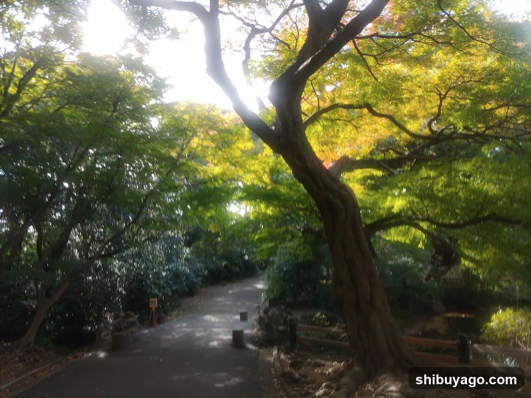 渋谷川源流