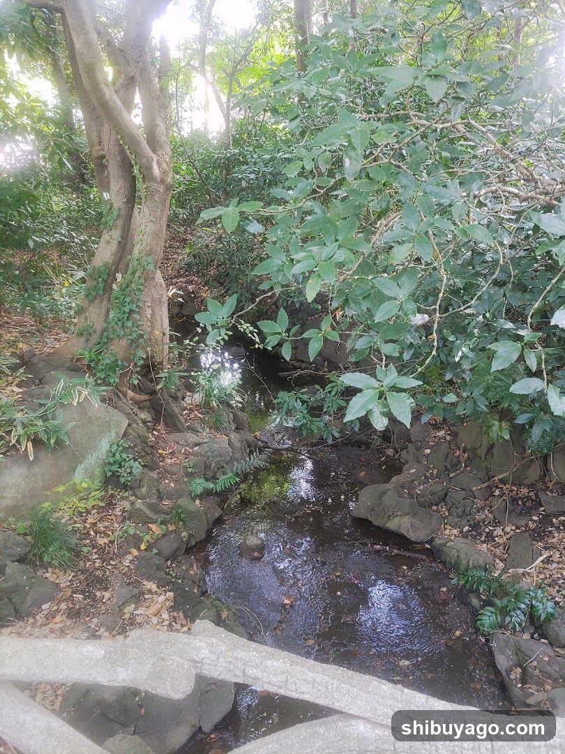 渋谷川源流