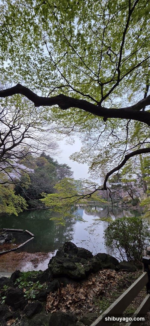 渋谷川源流