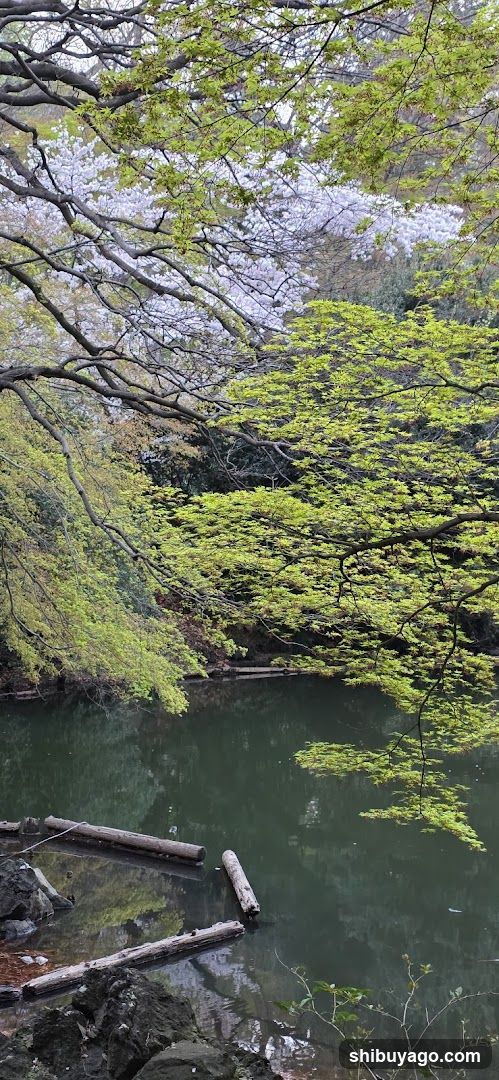 渋谷川源流