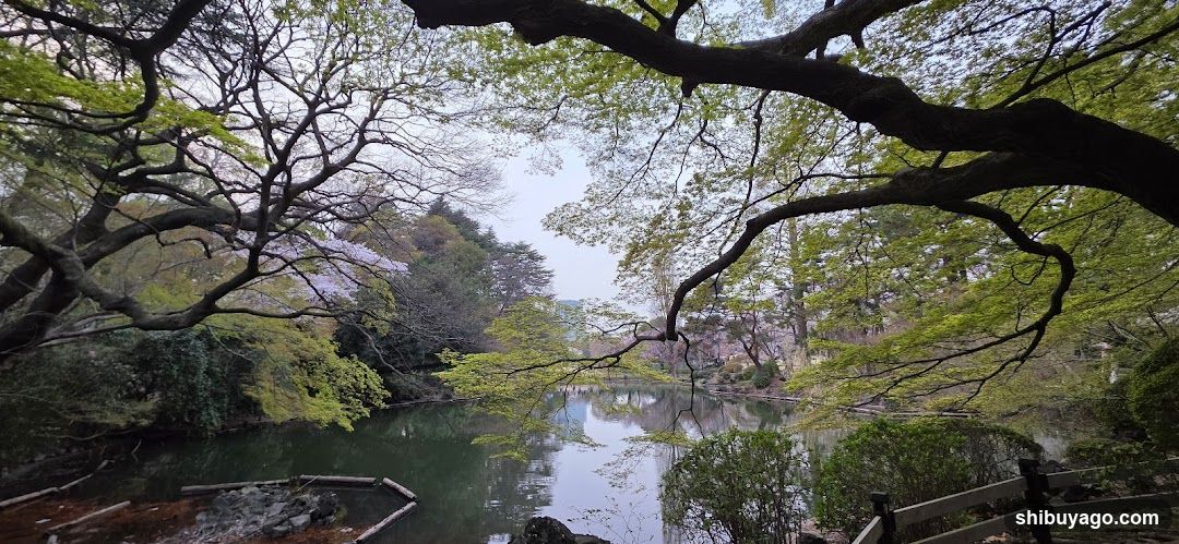渋谷川源流
