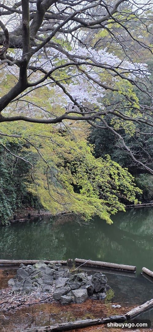 渋谷川源流