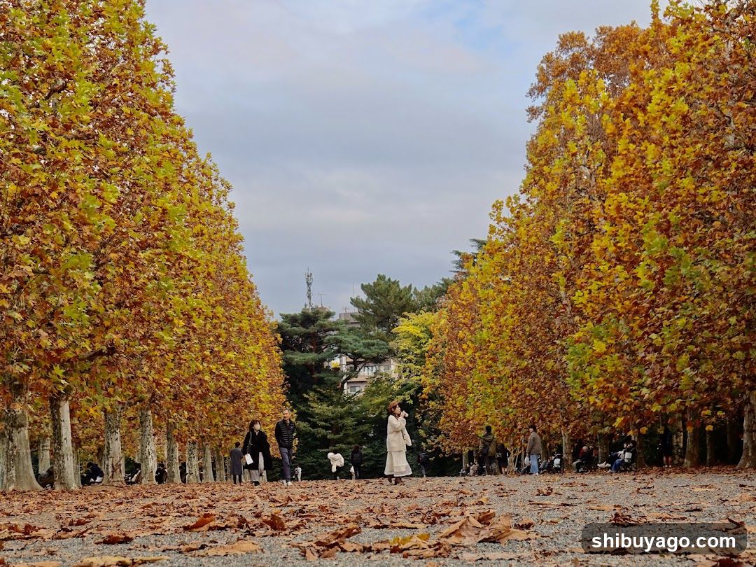 Row Of Plane Trees