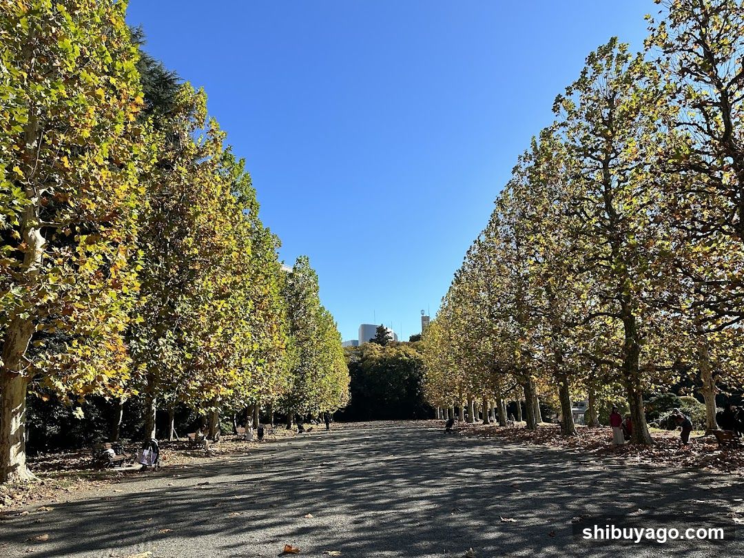 Row Of Plane Trees