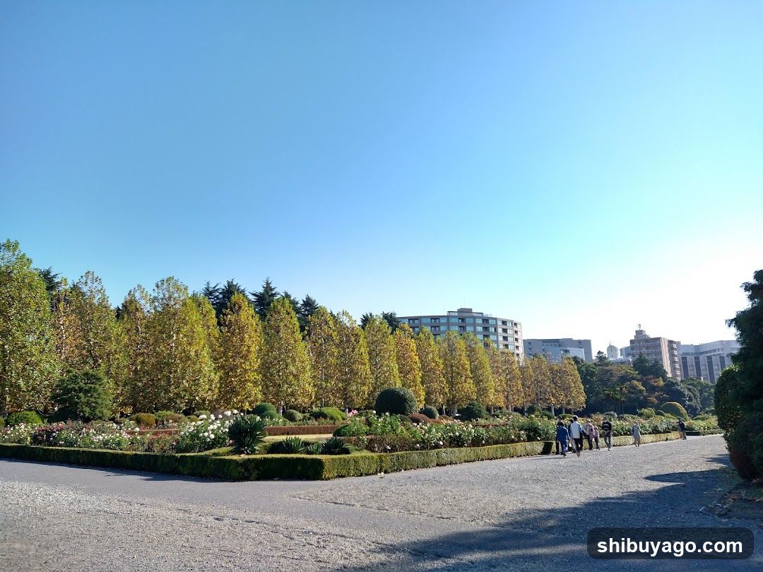 Row Of Plane Trees