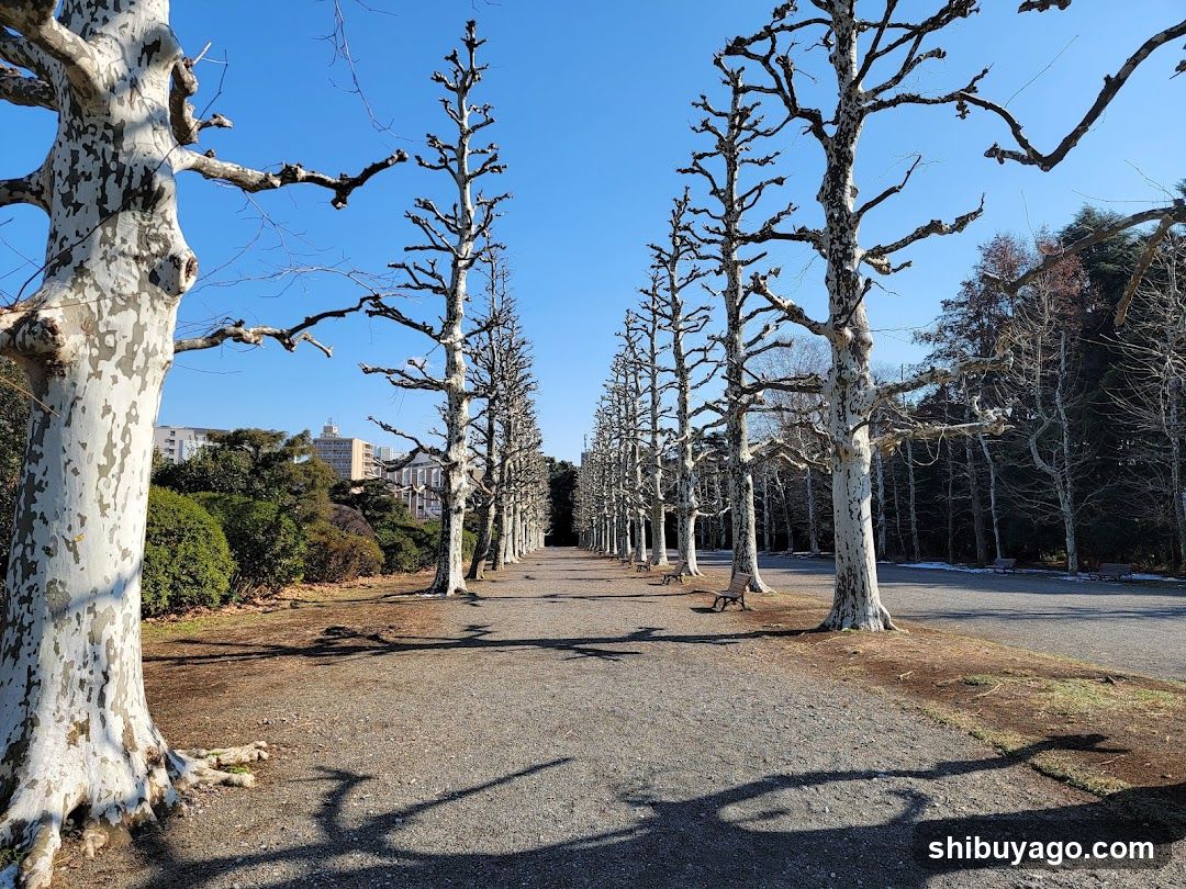 Row Of Plane Trees